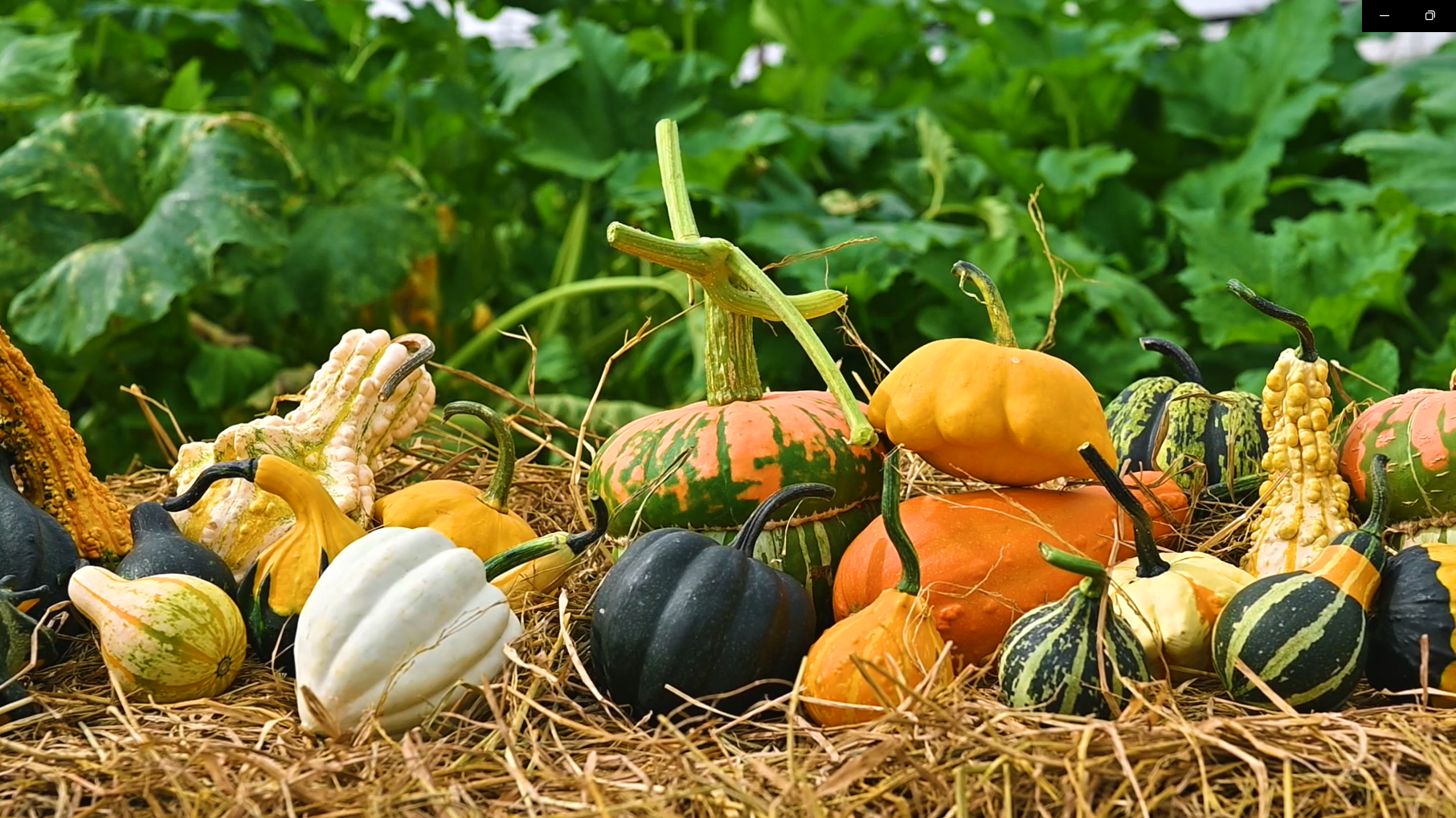 Tạo xu hướng trang trí Halloween bằng Pumpkin - Bí Ngô