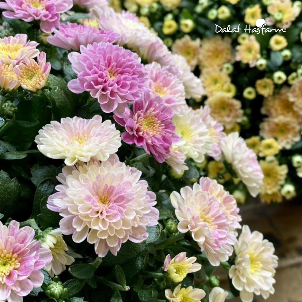 Cuc Hoan Cau Dalat Hasfarm (2)