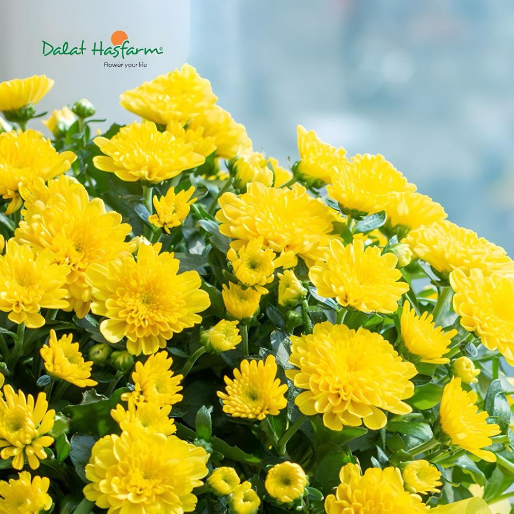 Cuc Hoan Cau - Dalat Hasfarm