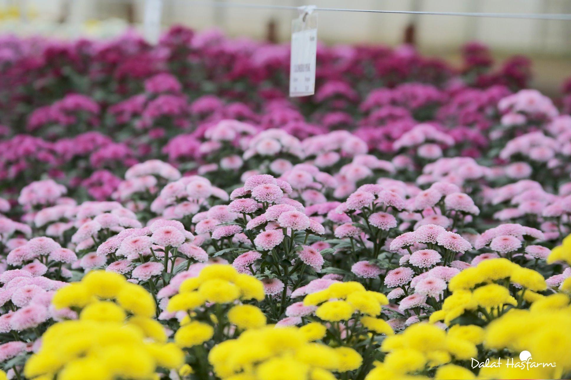 Dalat Hasfarm - Nhà sản xuất hoa cắt cành hàng đầu thế giới