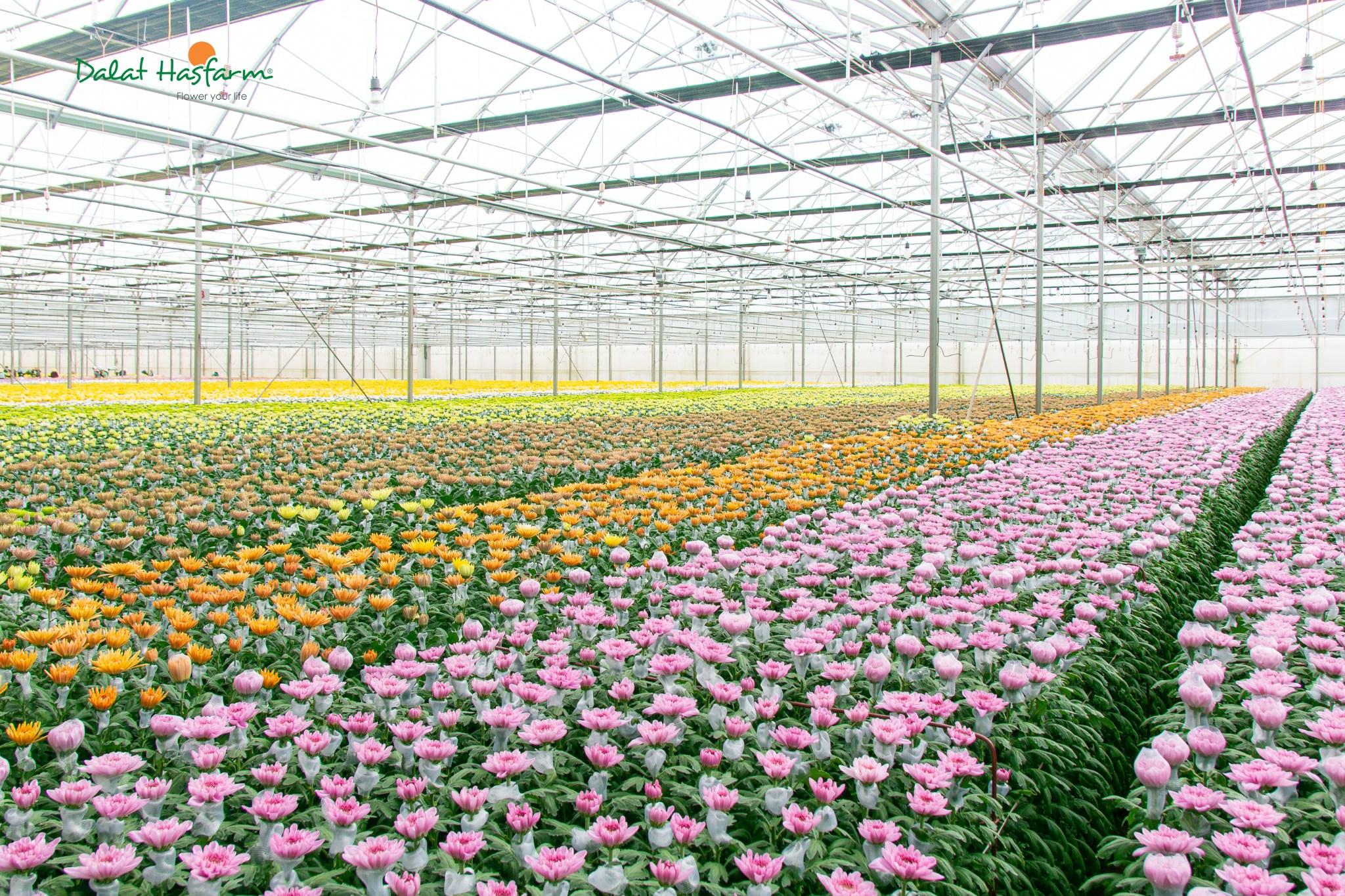 Dalat Hasfarm và phát triển nông nghiệp bền vững