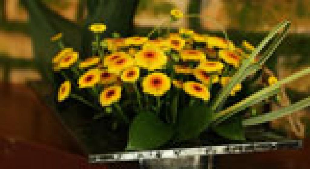 Dalat Hasfarm ra mắt sản phẩm mới - Hoa Calimero hình trứng nhỏ xinh