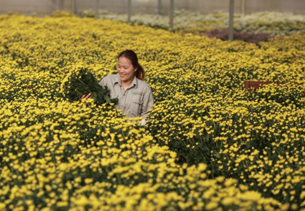 Nhộn nhịp làm hoa Tết