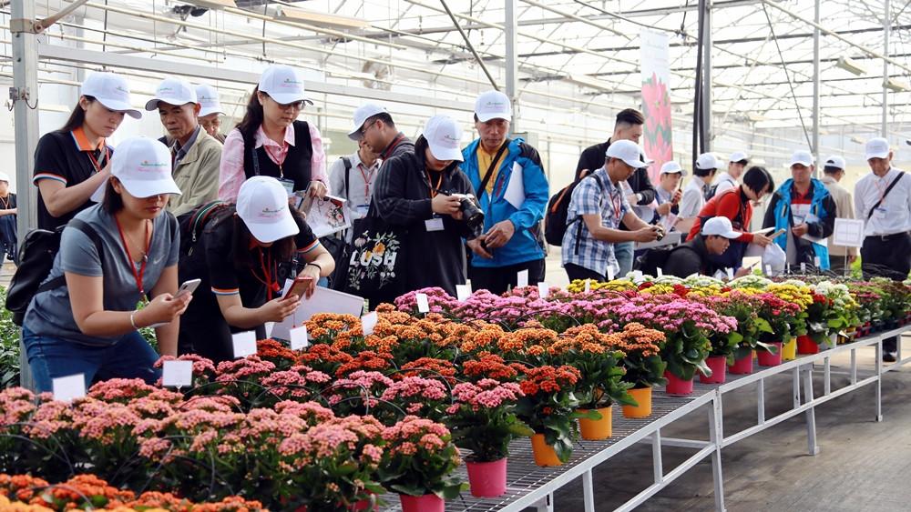 Dalat Hasfarm lần đầu tiên tổ chức Floral Inspirations (ngày hội giới thiệu giống hoa chậu mới tới khách hàng quốc tế)