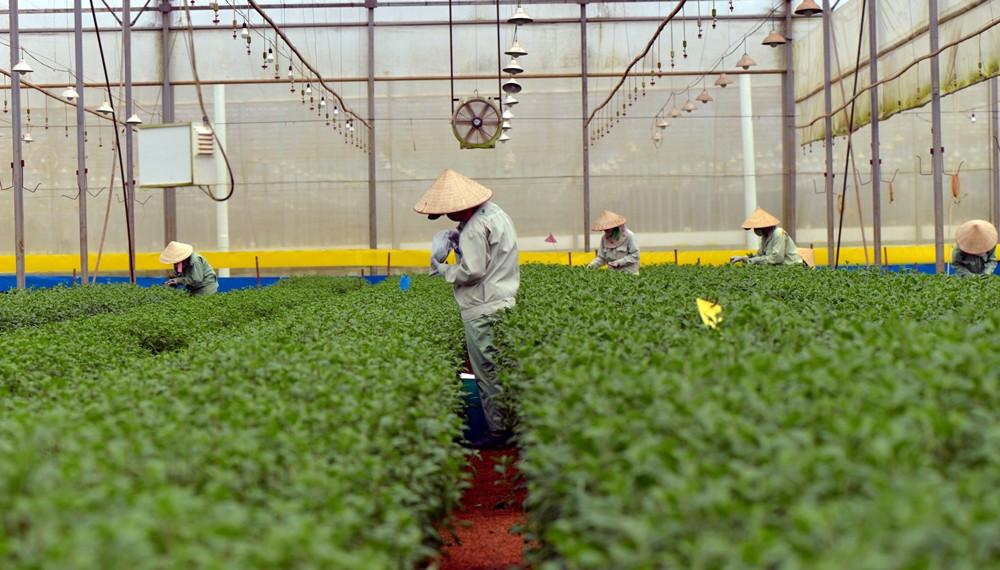 Dalat Hasfarm thu hoạch vụ đầu tiên ở Lâm Hà
