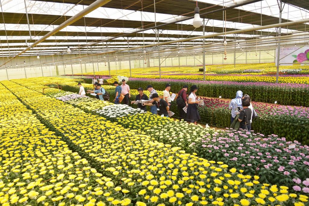 TCBC: Dalat Hasfarm giới thiệu hoa thử nghiệm 2018 – Chất lượng bền vững