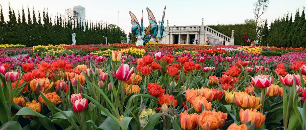 Dalat Hasfarm cung cấp hoa cho Lễ hội hoa Tulip lớn nhất Việt Nam