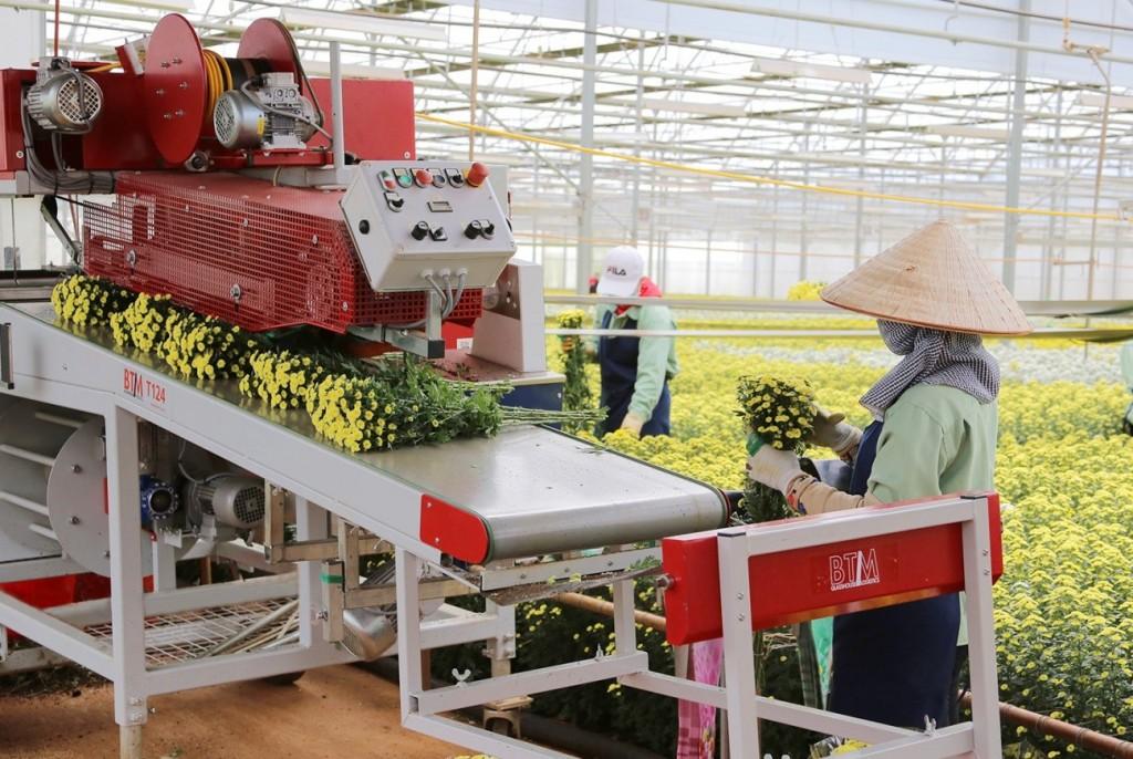 Điều gì đưa Dalat Hasfarm trở thành công ty hoa tươi số 1 Châu Á - Thái Bình Dương