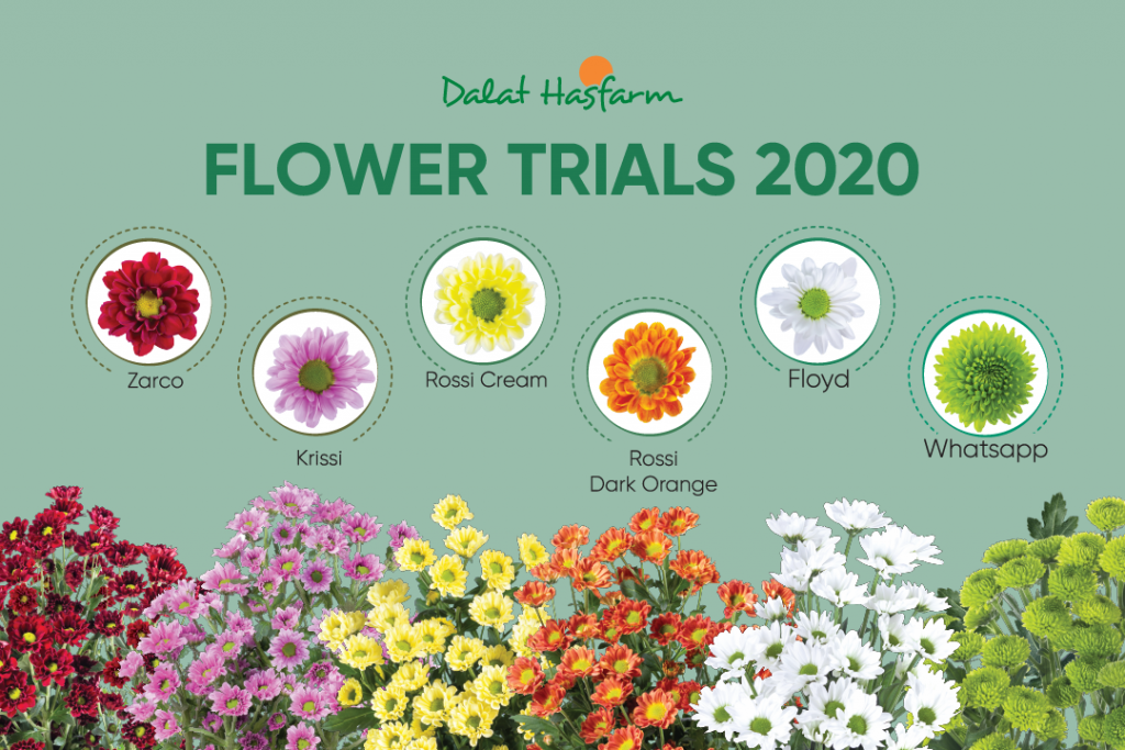 Dalat Hasfarm Flower Trials 2020